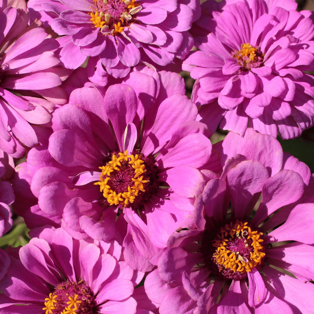 Hudson Valley Seed Co. Cottage Garden Mix - Thumbnail 3