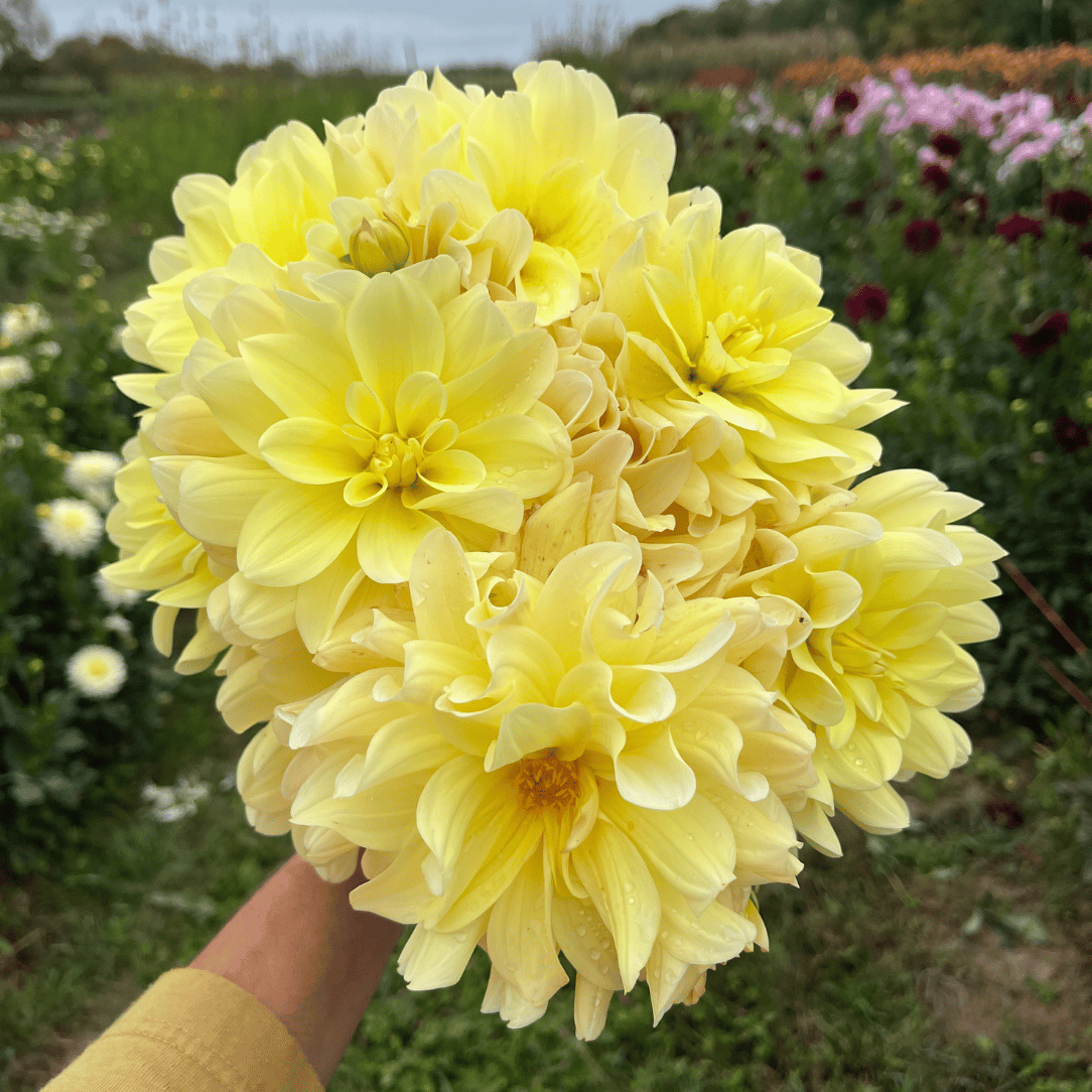 Lemonade Dahlia Tuber