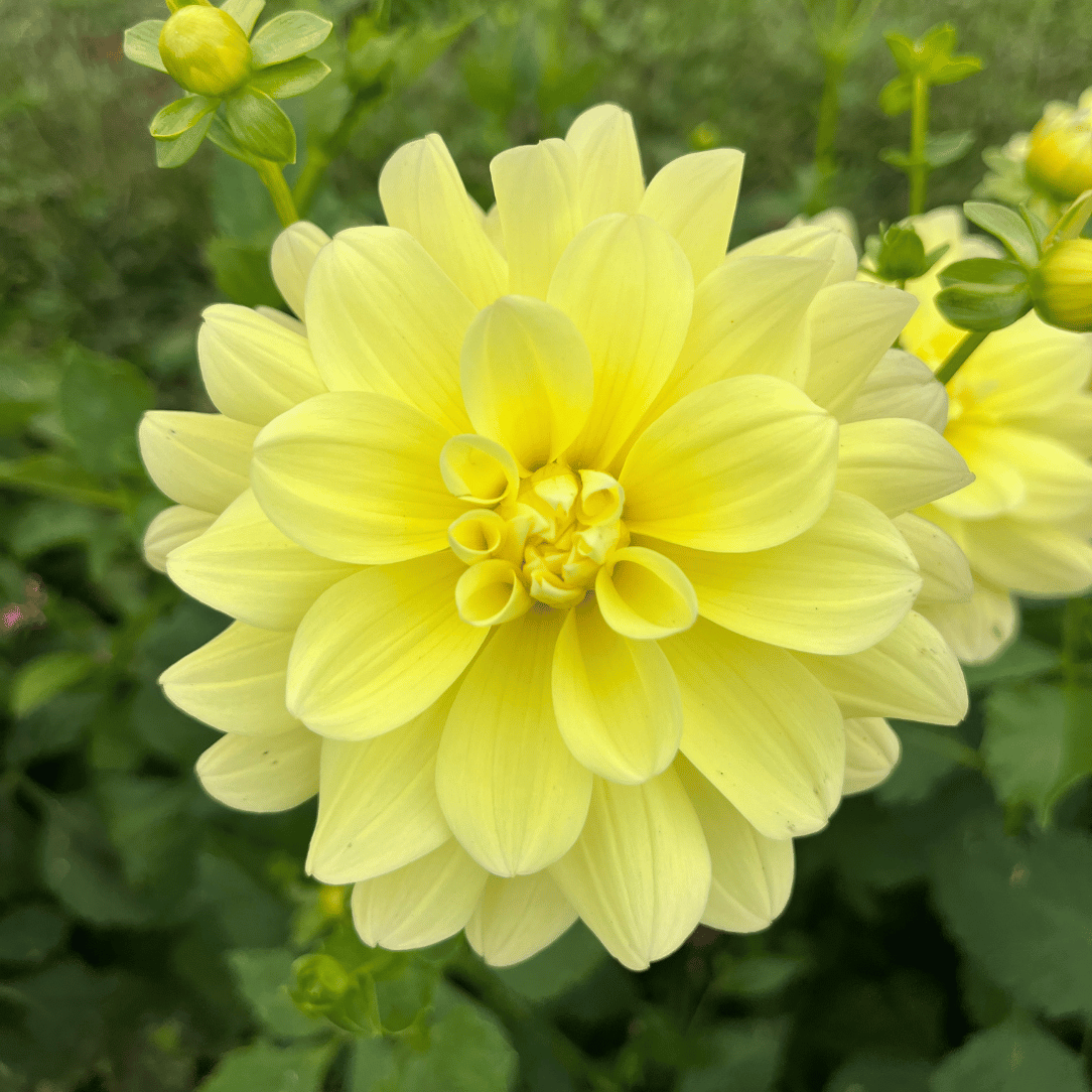 Lemonade Dahlia Tuber