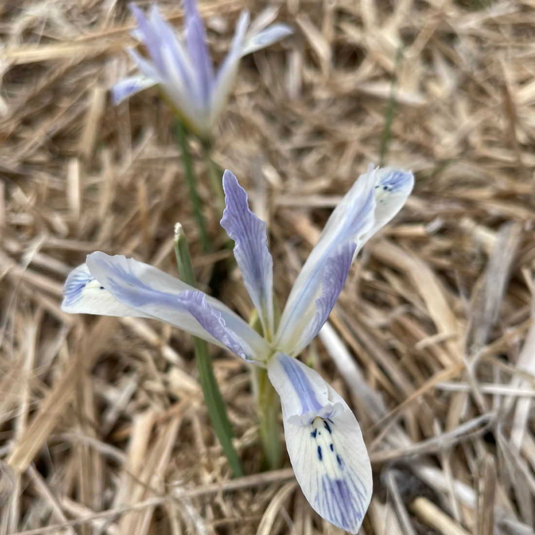 Rock Iris reticulata &