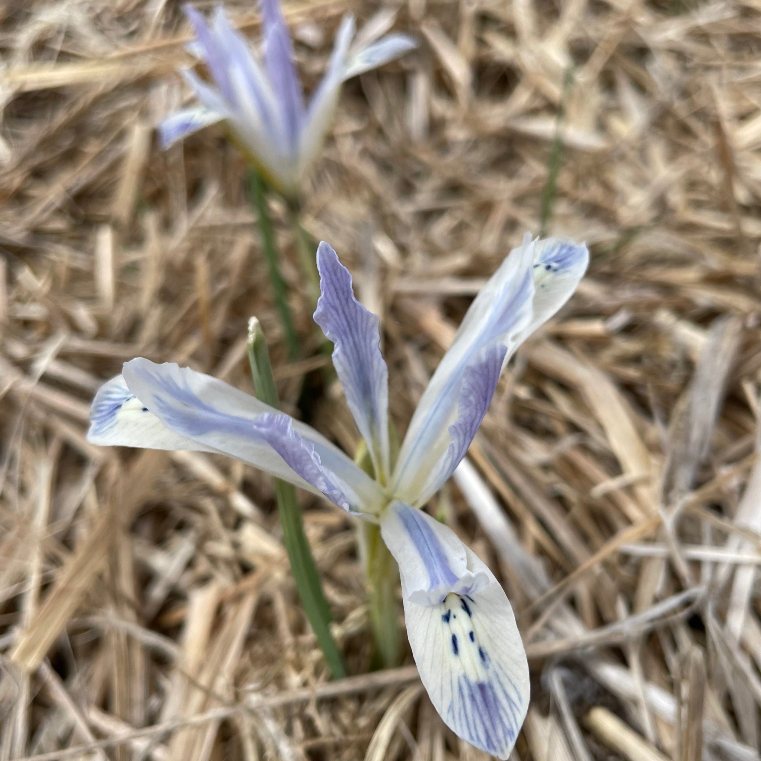 Rock Iris reticulata &