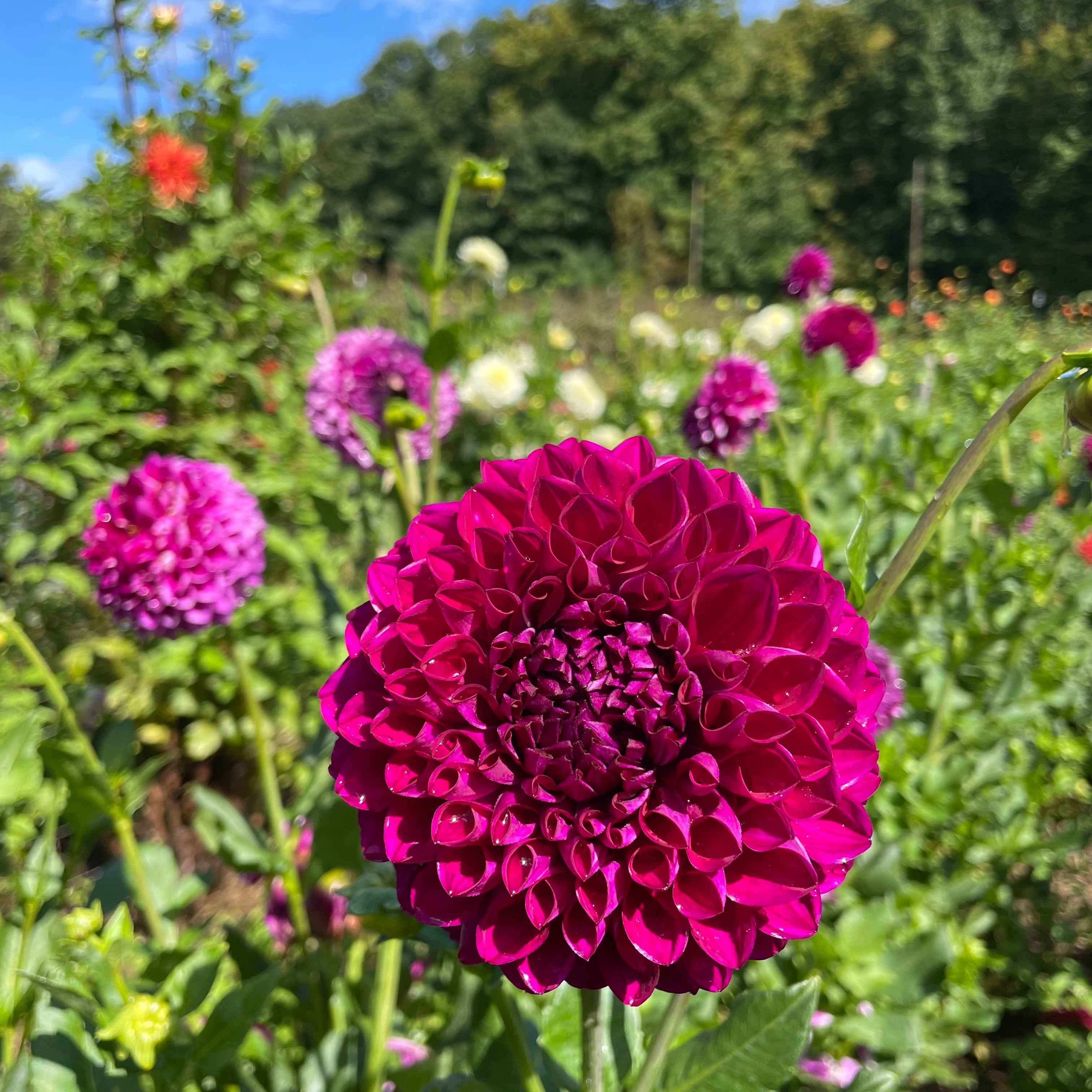 Cartouche Dahlia Tuber