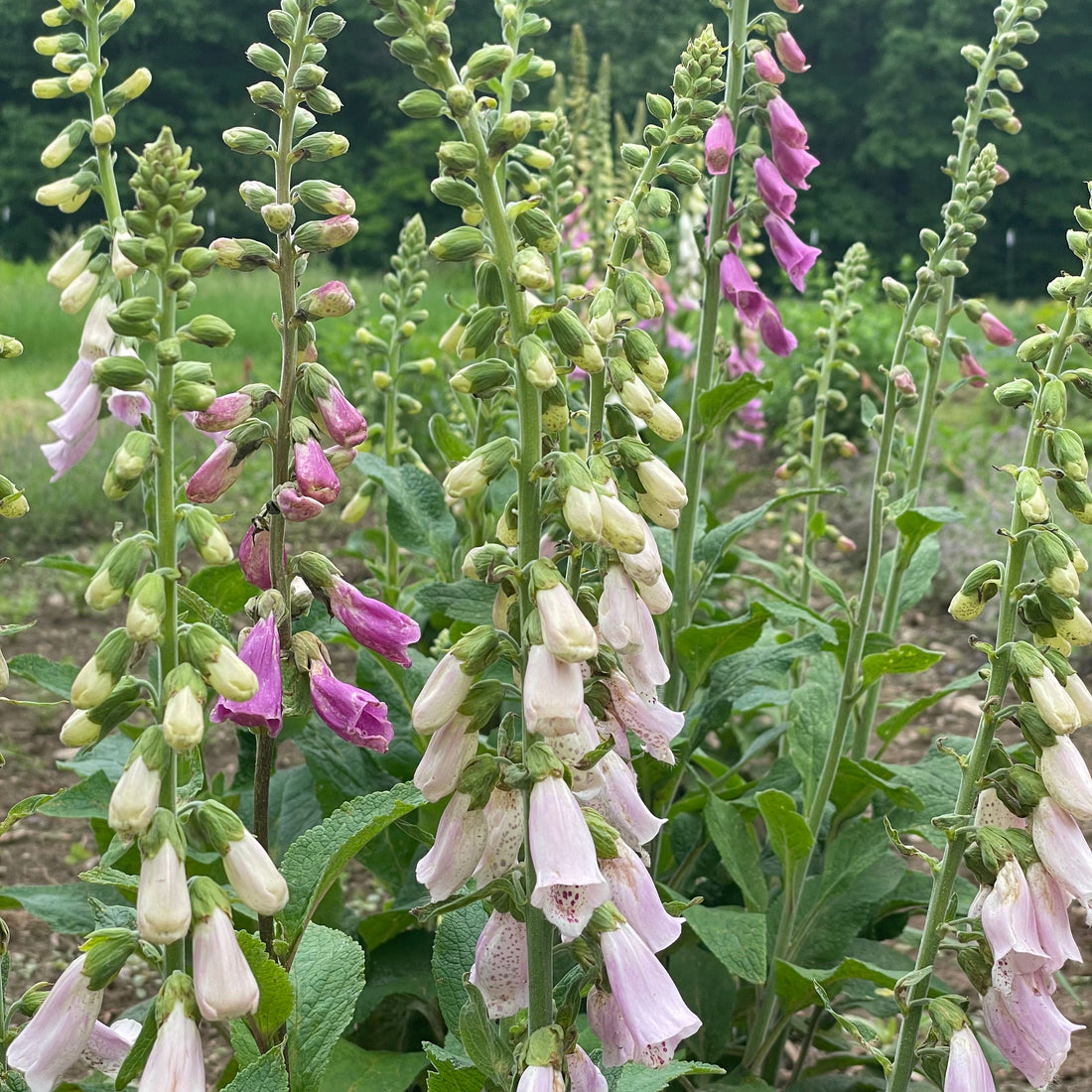 Foxglove Mix