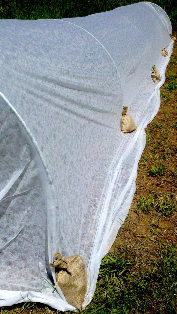 Bags of gravel holding floating row covers in place.