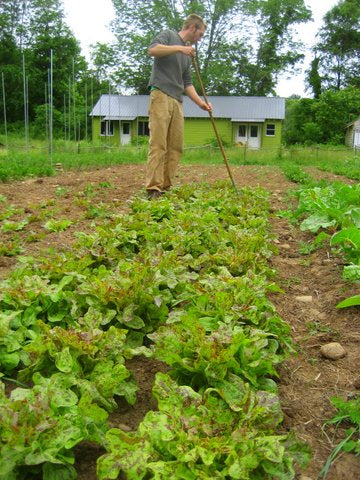 Doug weeding a bed of lettuce.