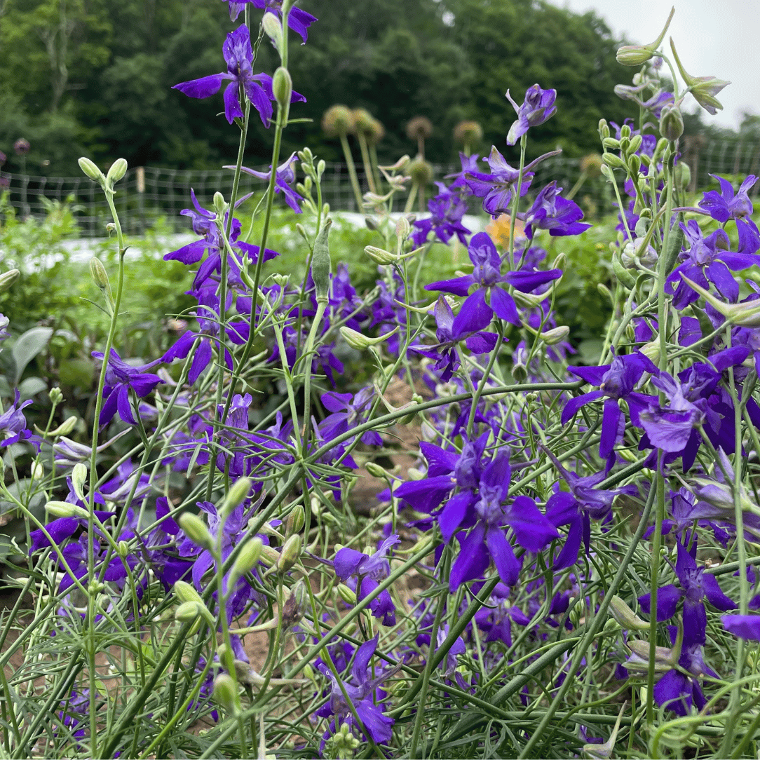 cloud spires plant the sun seeds Rocket Larkspur Mix