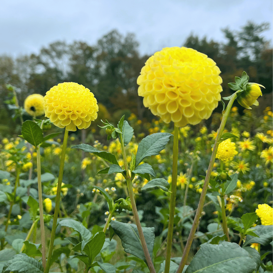 Little Scottie Dahlia Tuber