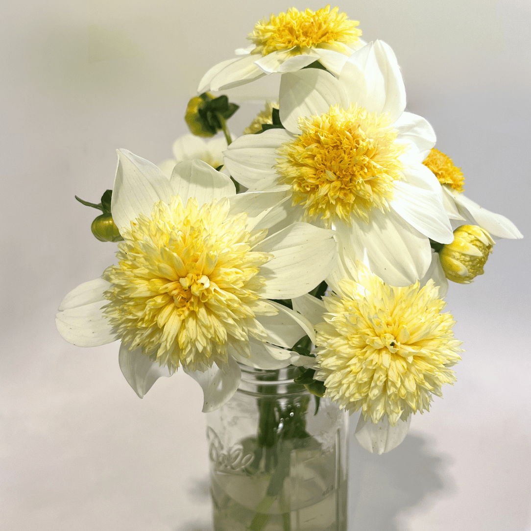 Platinum Blonde Dahlia Tuber