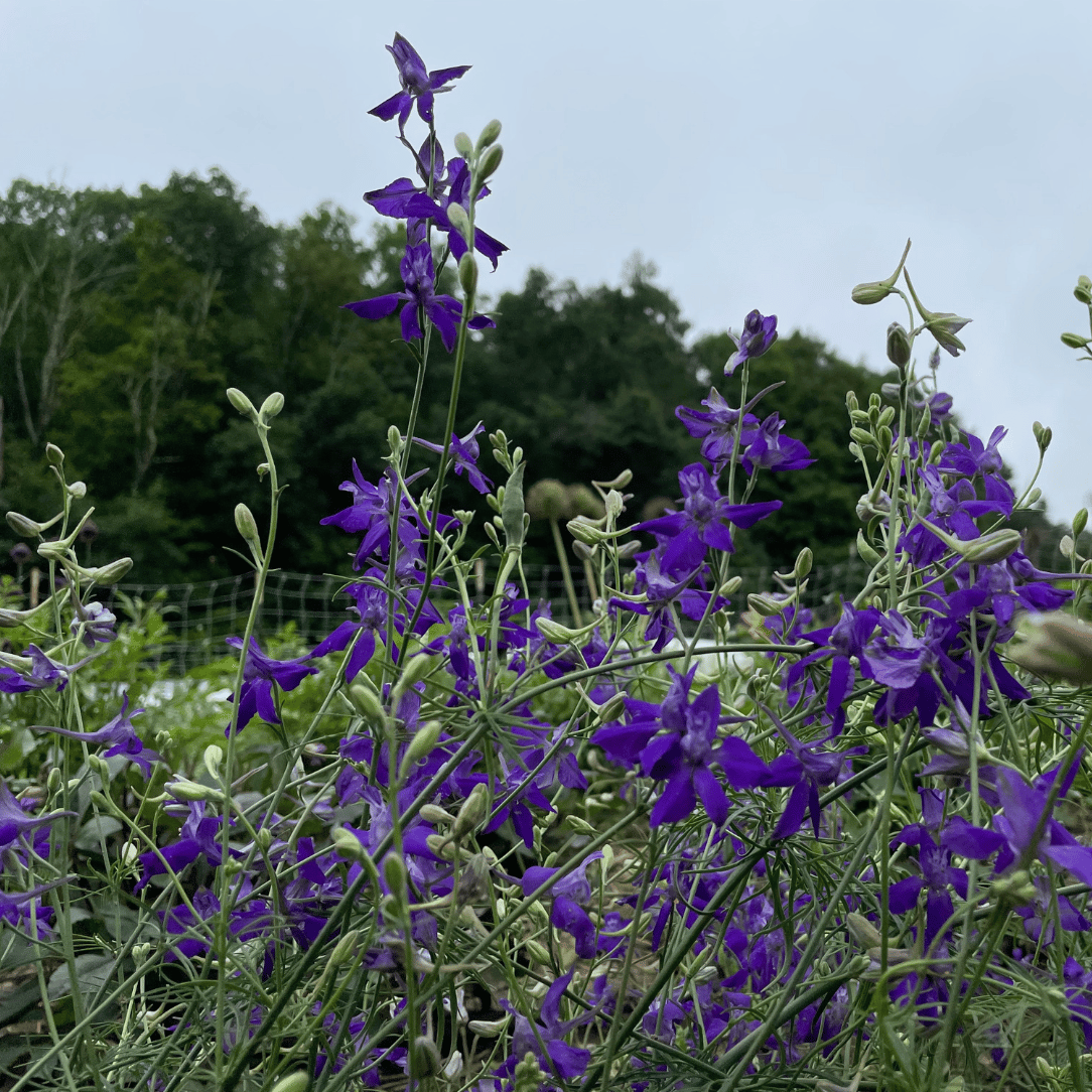 cloud spires plant the sun seeds Rocket Larkspur Mix