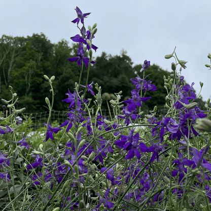 Rocket Larkspur Mix