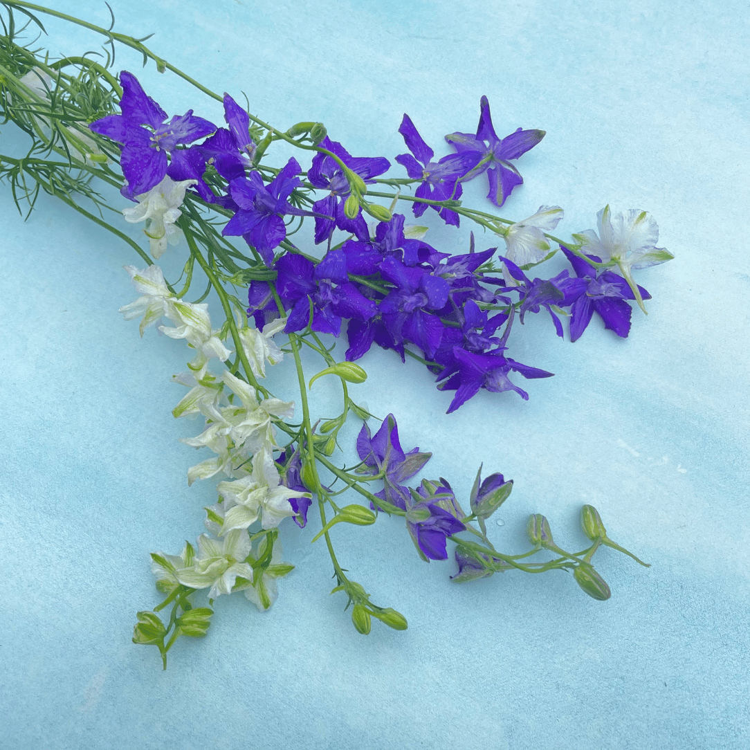 Rocket Larkspur Mix
