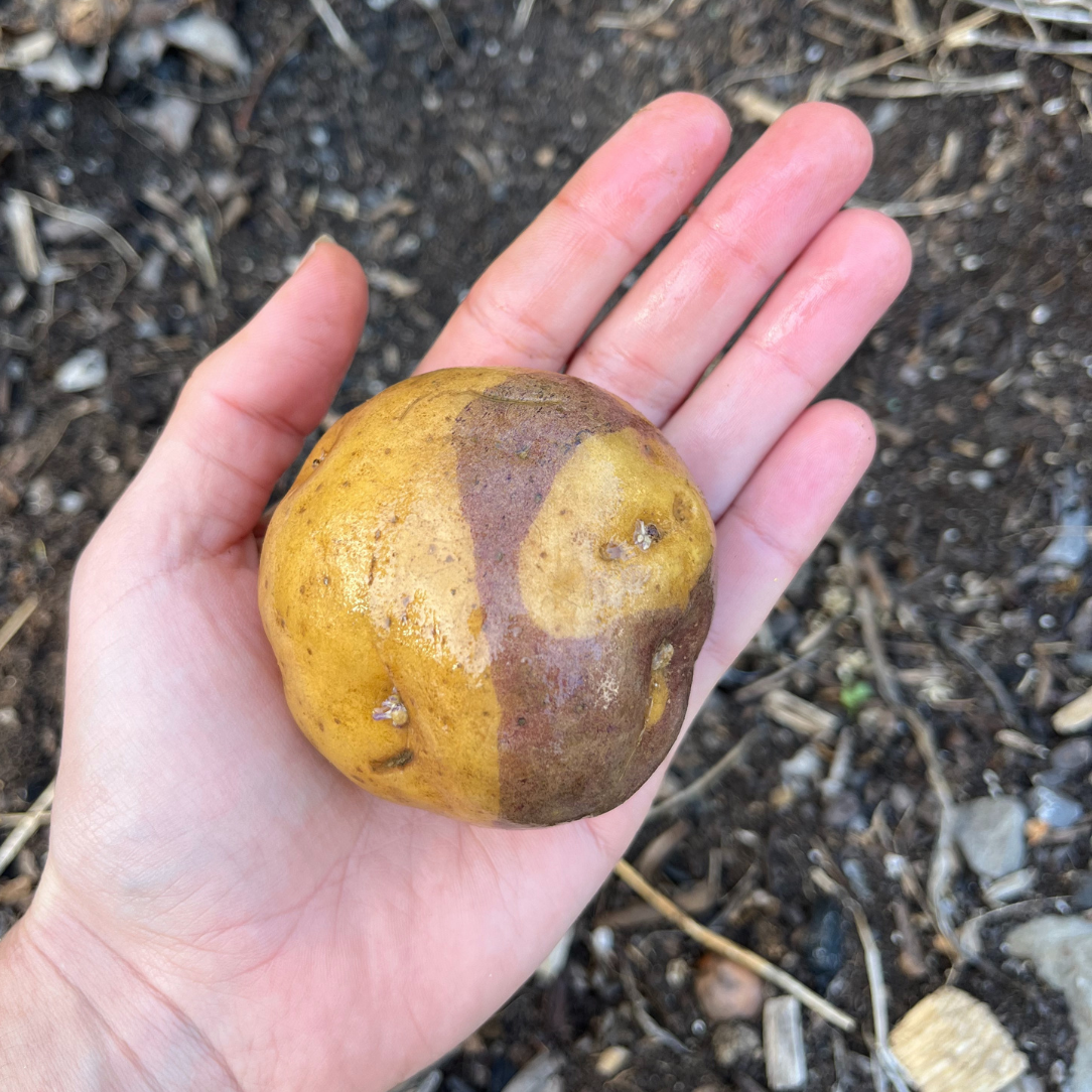 Masquerade Potato