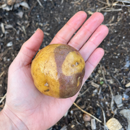Masquerade Potato