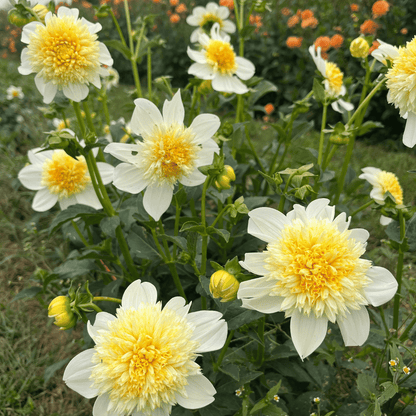 Platinum Blonde Dahlia Tuber