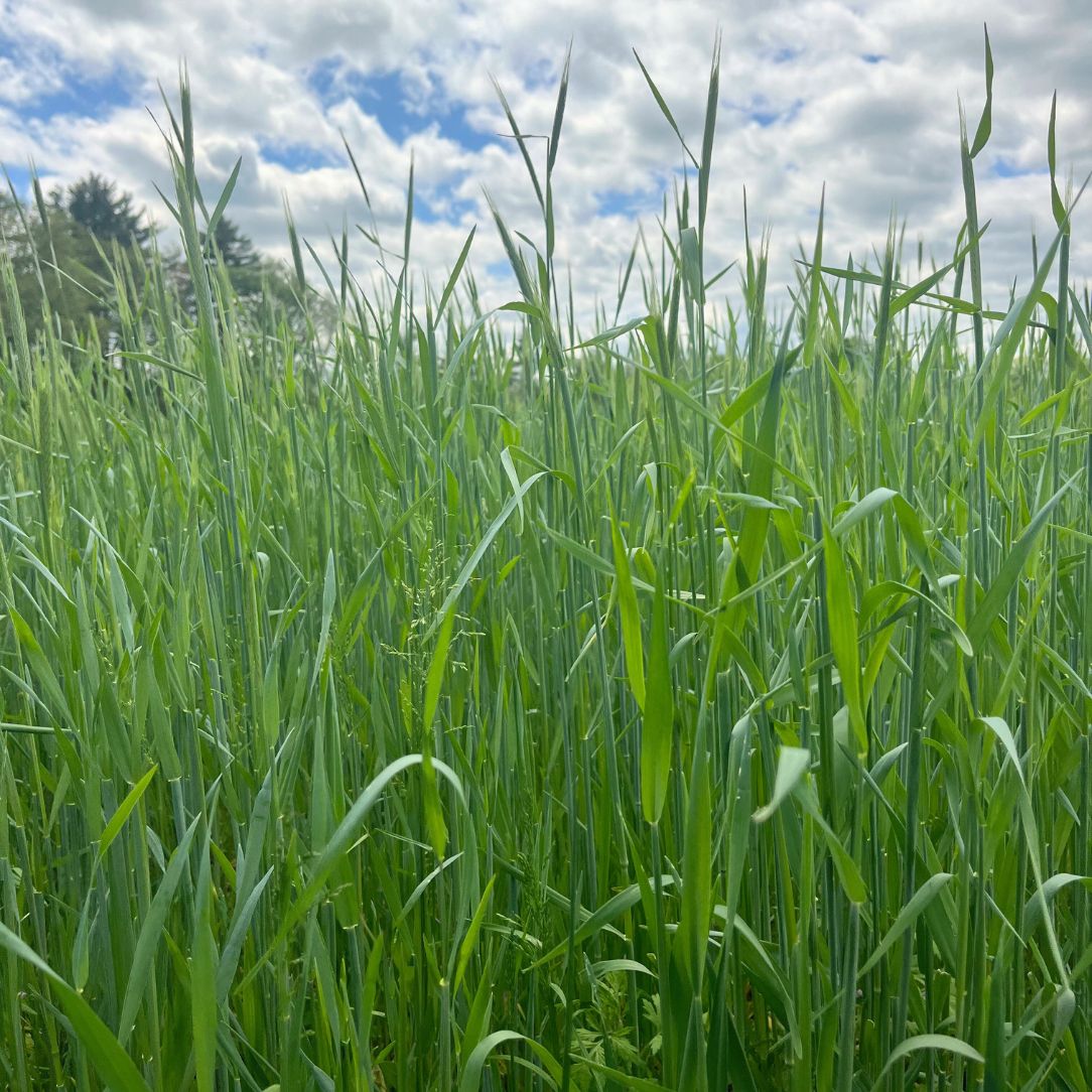Winter Rye Cover Crop Seed