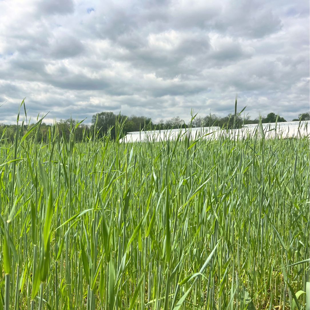 Winter Rye Cover Crop Seed