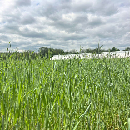 Winter Rye Cover Crop Seed