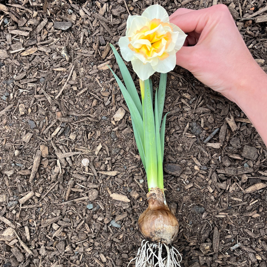 Narcissus &