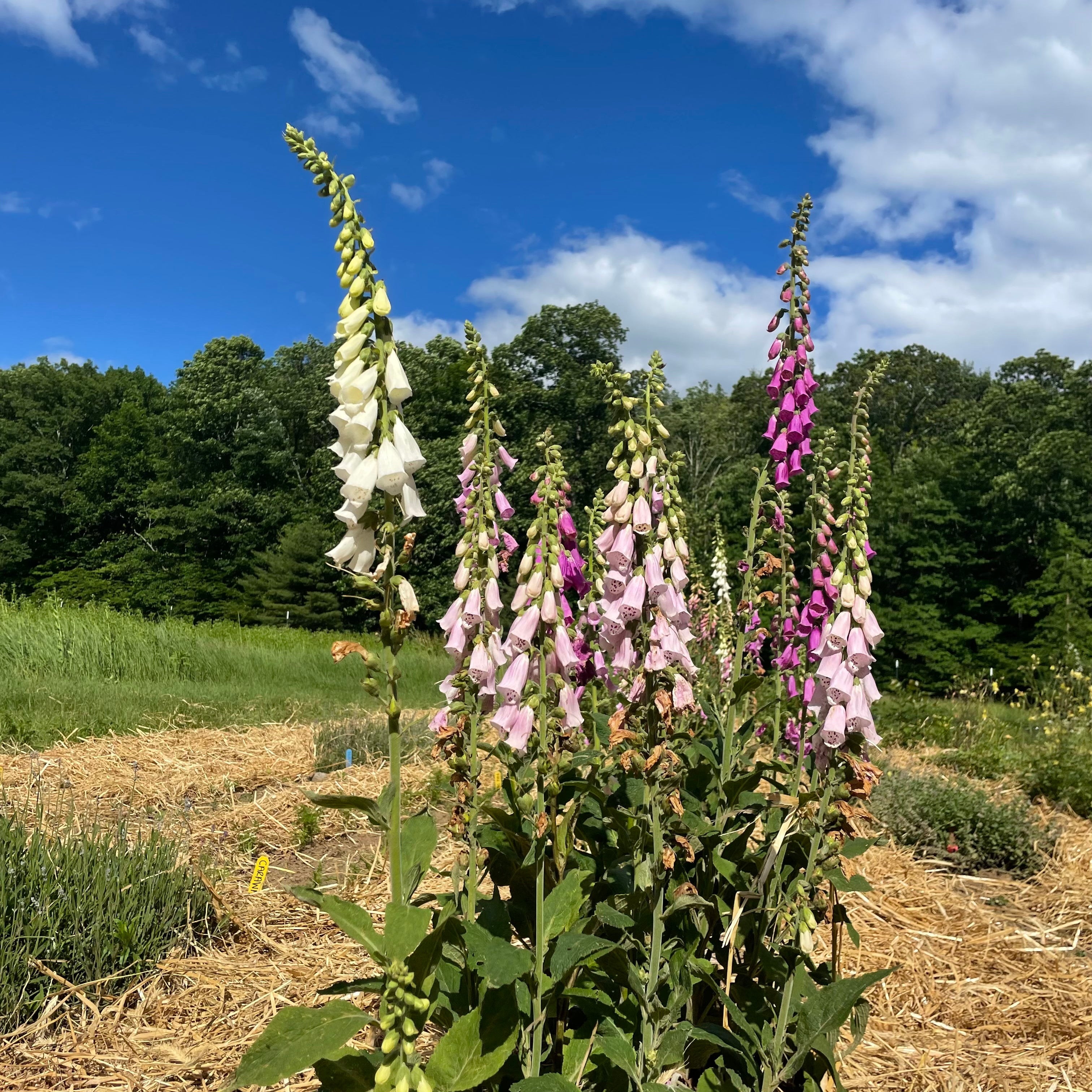 Foxglove Mix