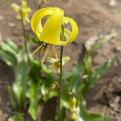 Erythronium californicum &