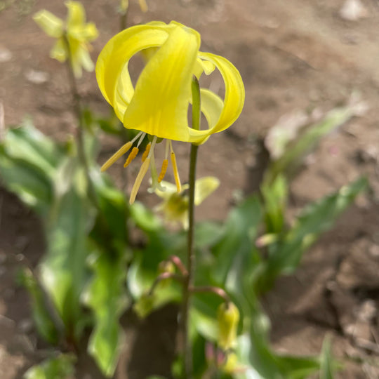 Erythronium californicum 'Pagoda'