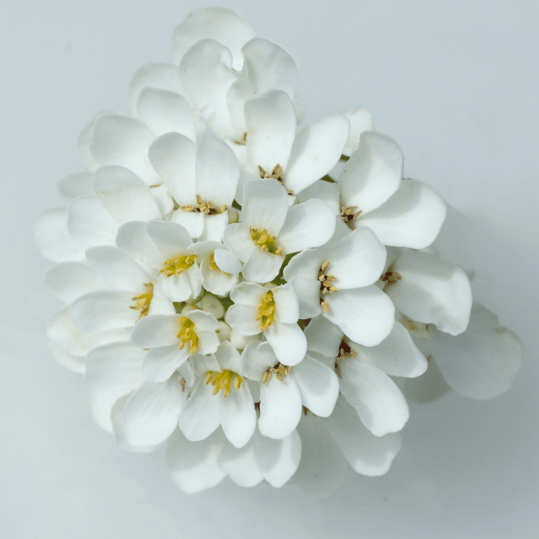 Hudson Valley Seed Co. Candytuft