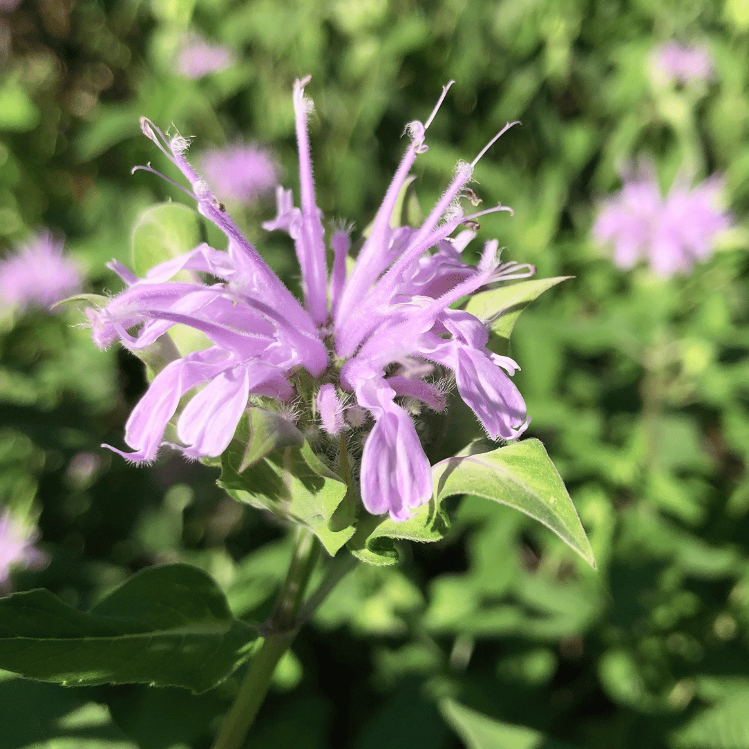 lavender bergamot plant Wild Bergamot