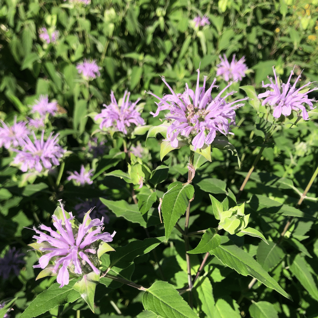 Wild Bergamot - PollinateHV Local Ecotype