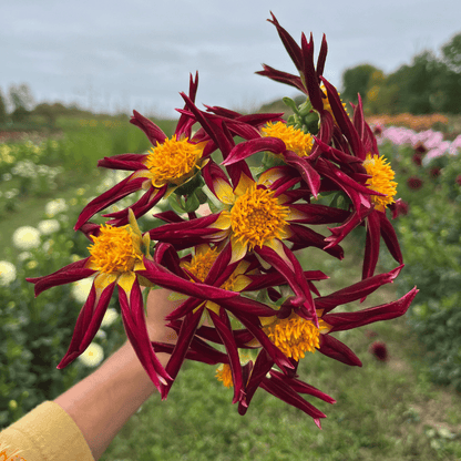 Tahoma Moonshot Dahlia Tuber