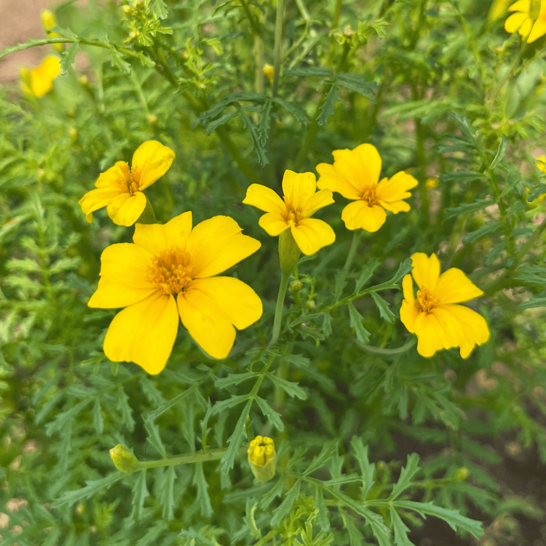 lemon gem marigold seeds Lemon Gem Marigold 75 Seeds