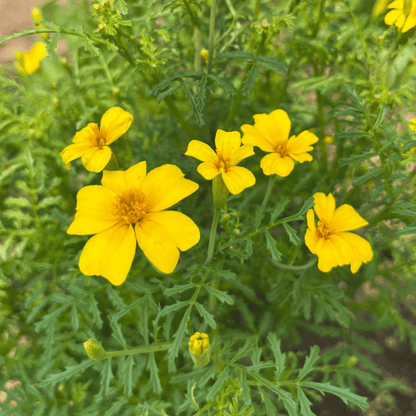 Lemon Gem Marigold