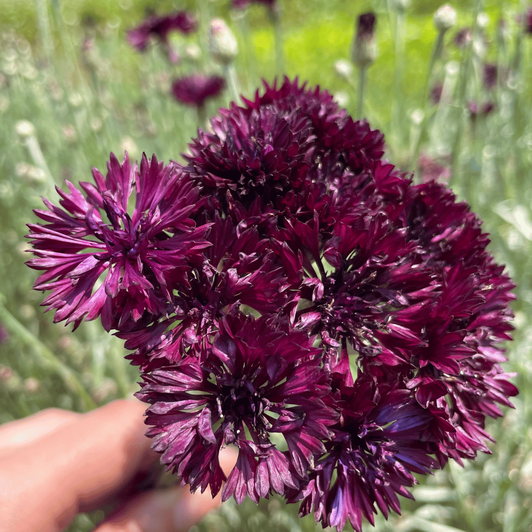 Black Button Centaurea