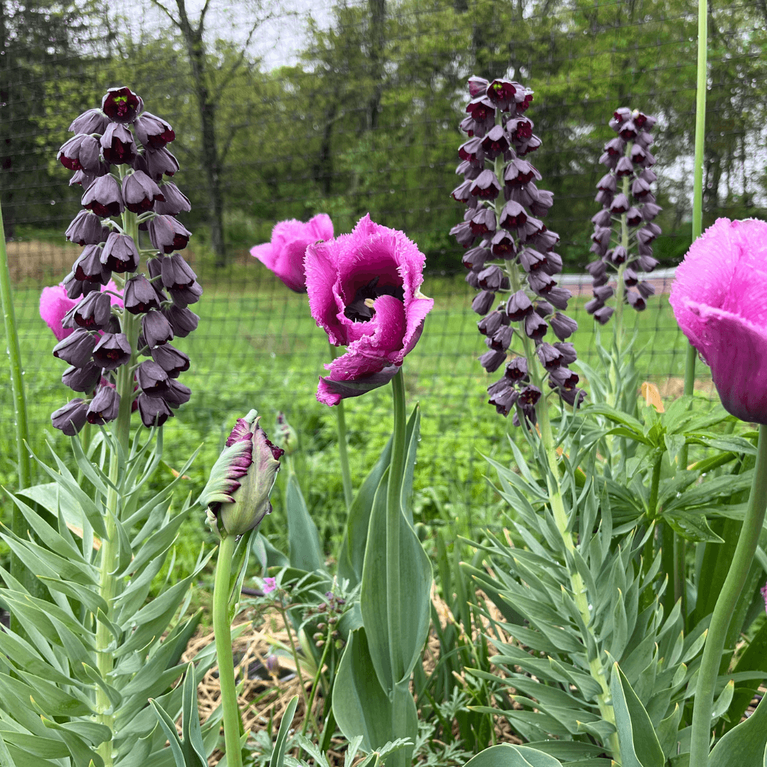 Fritillaria persica