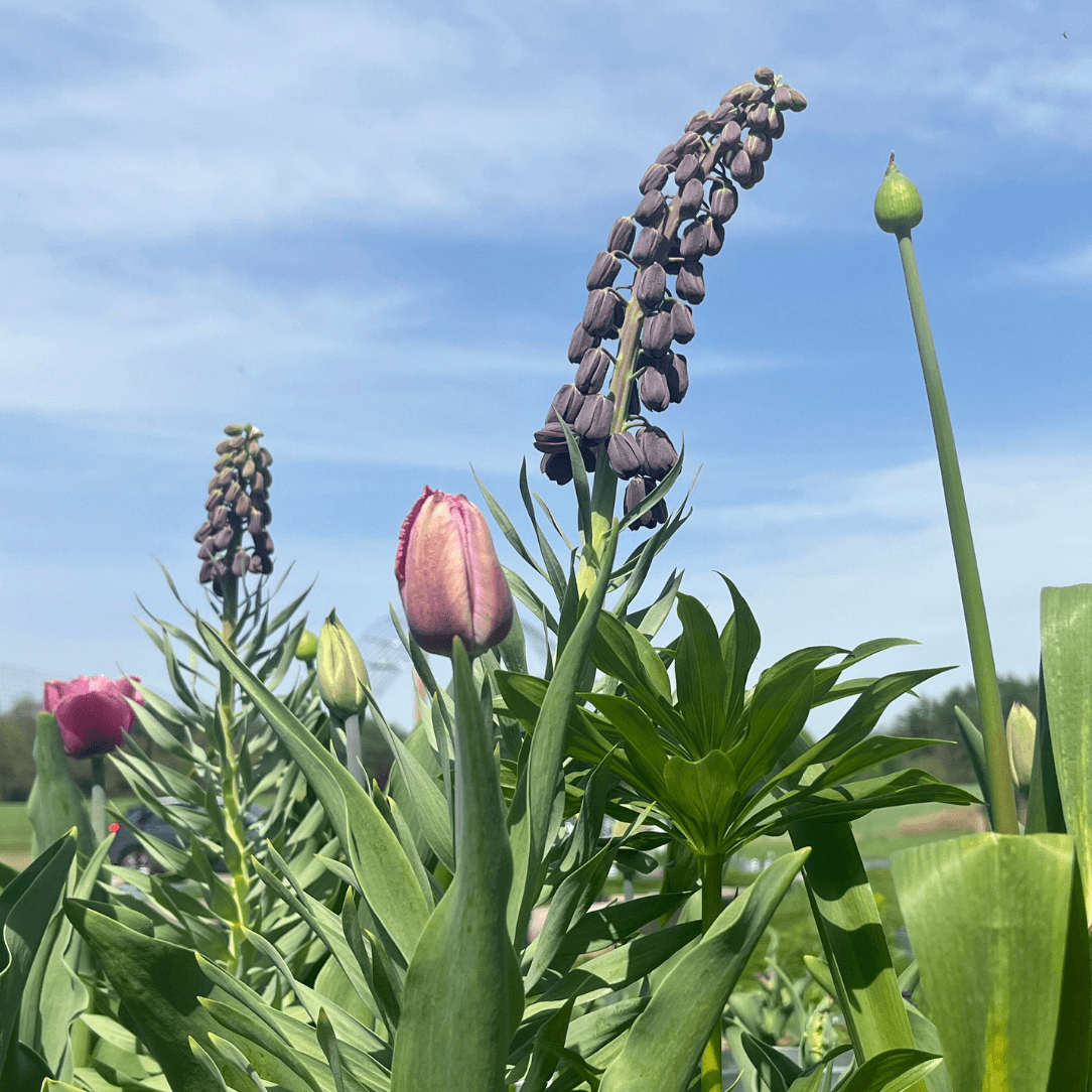 Fritillaria persica
