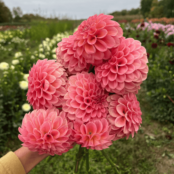 Ｄahlia☆ Dahlia Tubers (Ball & Decorative) - Shirley Mix | Dahlia