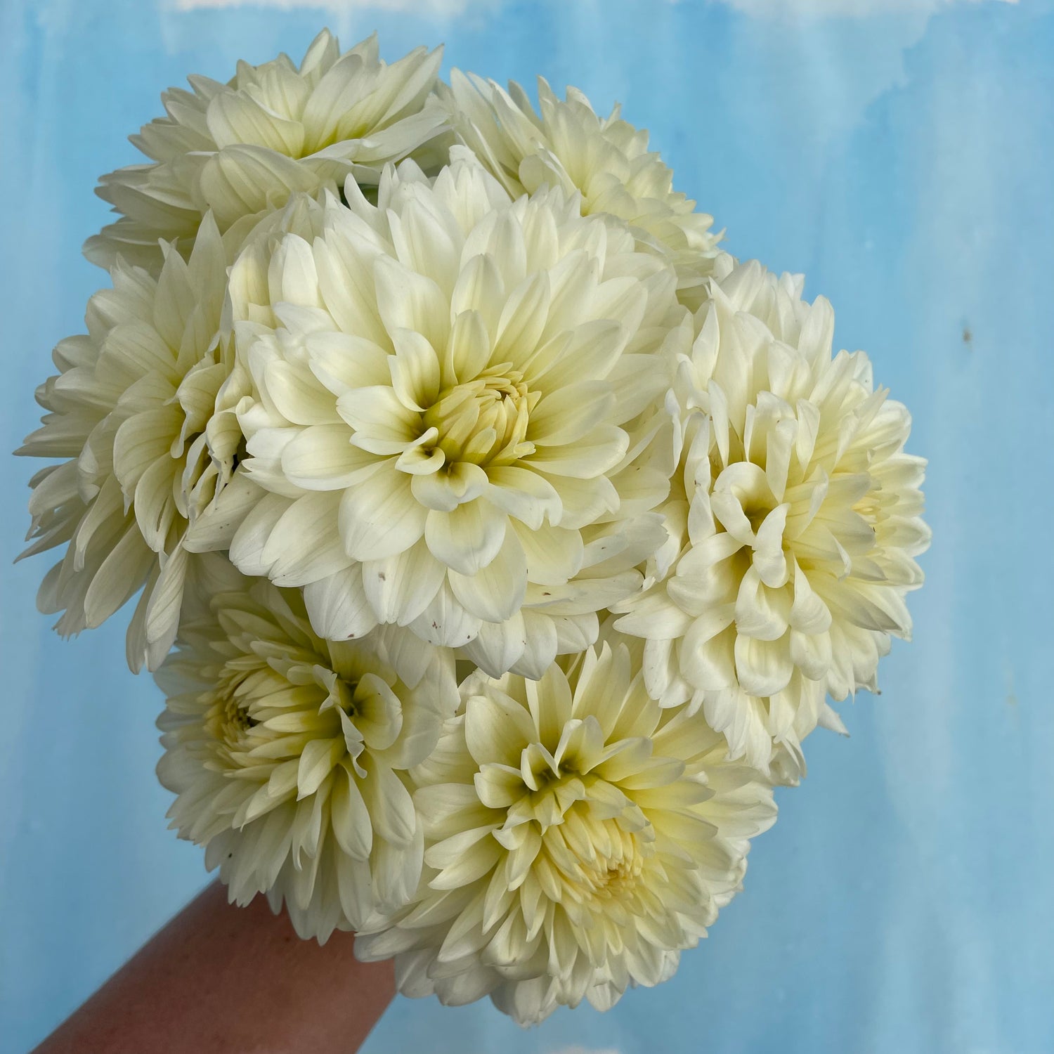 Tapioca Dahlia Tuber