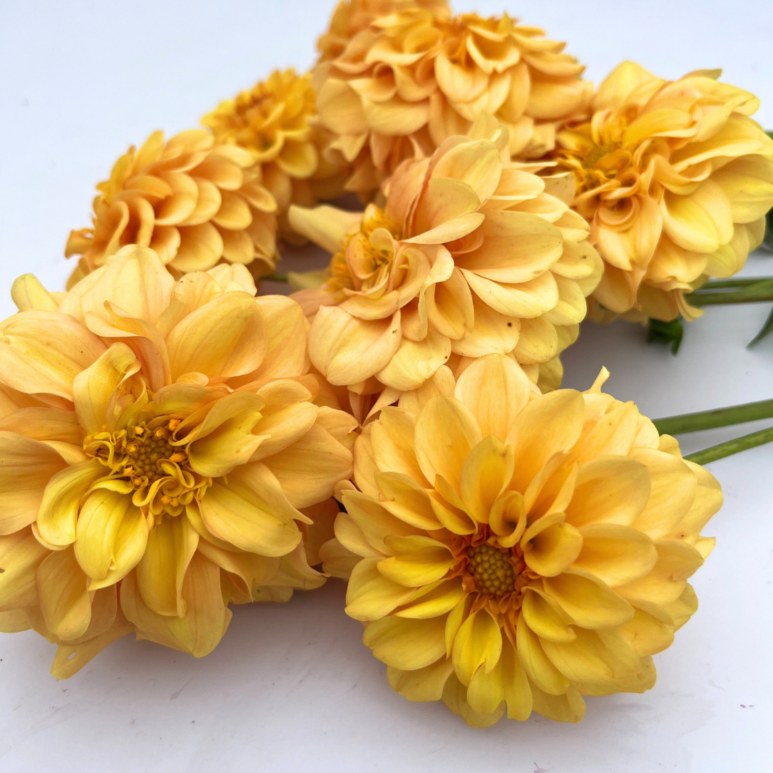 Chikadee Dahlia Tuber