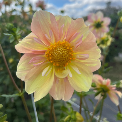Apple Blossom Dahlia Tuber