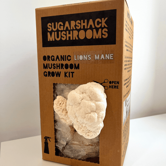 Lion's Mane Mushroom Kit