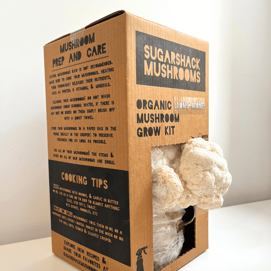 Lion's Mane Mushroom Kit