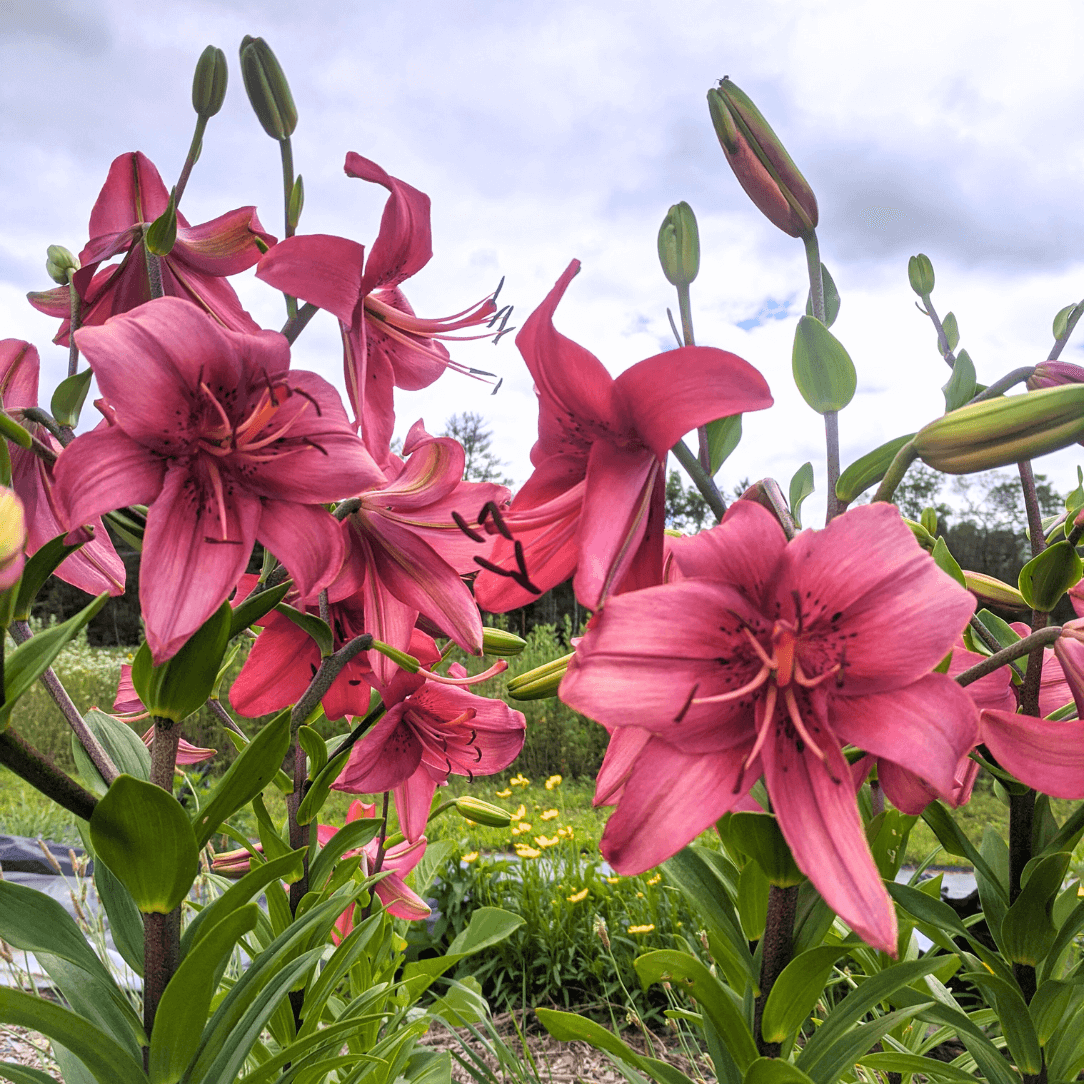 Asiatic Lily &