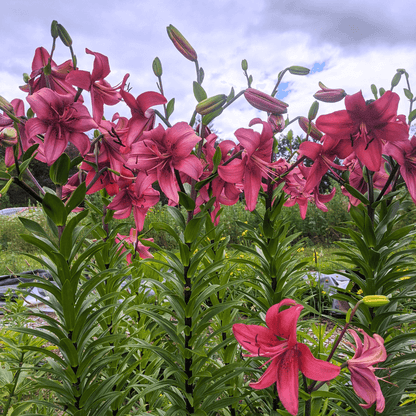 black pearl asiatic lily meaning Asiatic Lily 'Pearl Loraine'