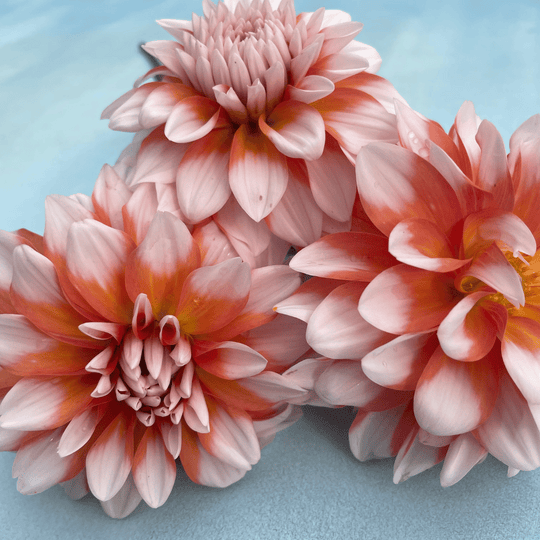 A La Mode Dahlia Tuber