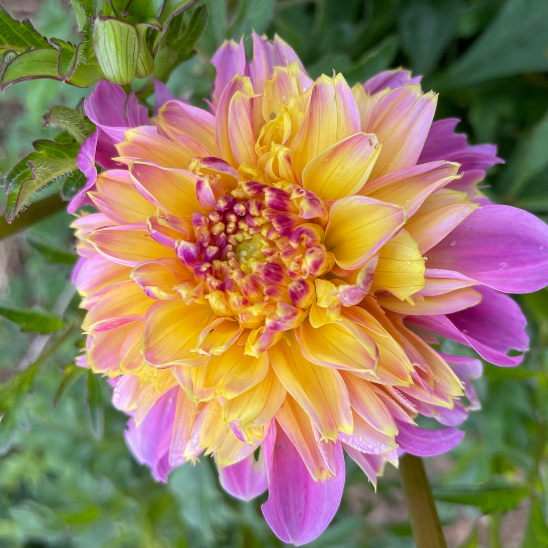 Lifestyle Dahlia Tuber