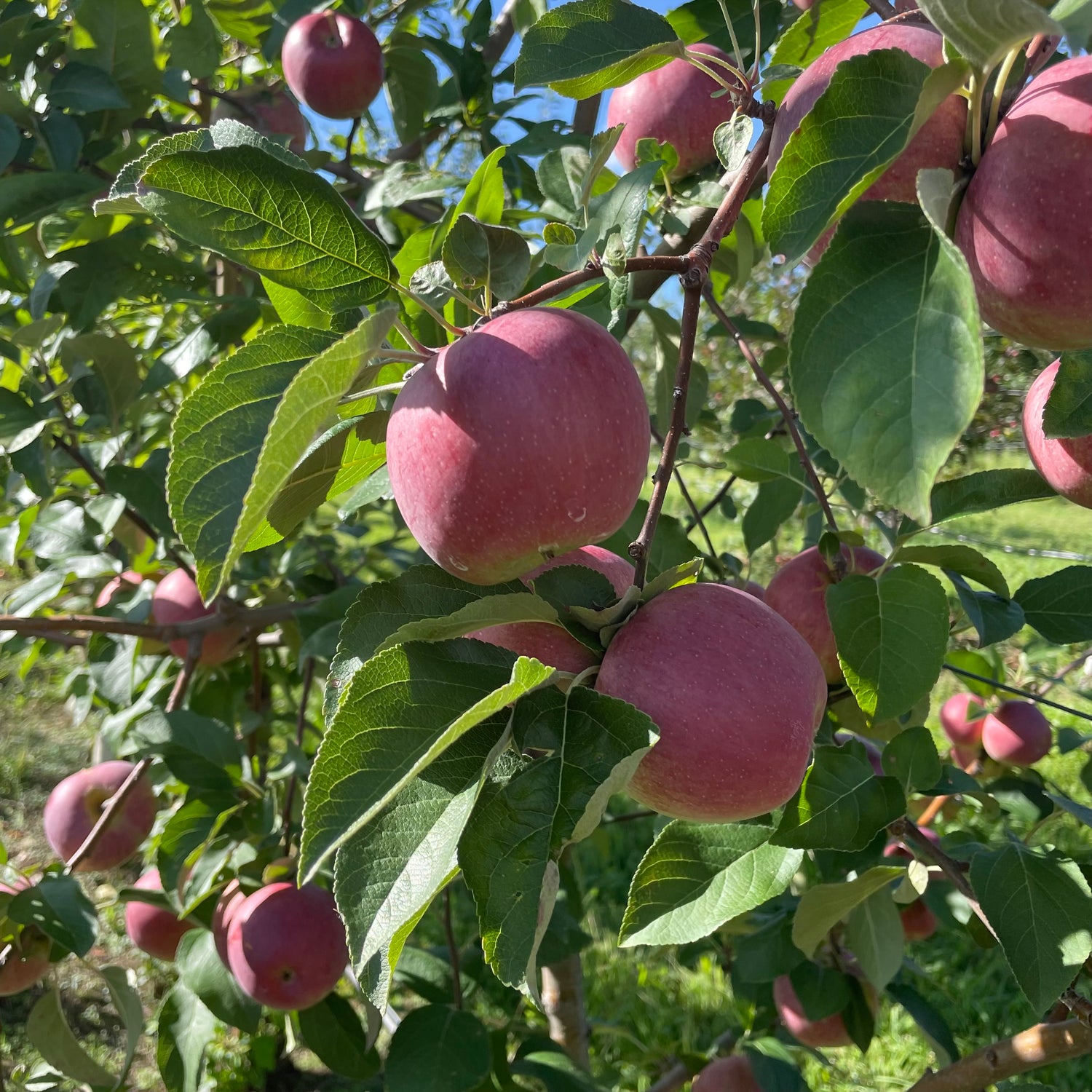 Virtual Class - Ask the Experts: Growing Fruit Trees with Full Circus Farm