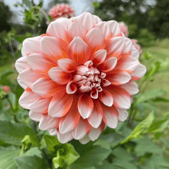 A La Mode Dahlia Tuber