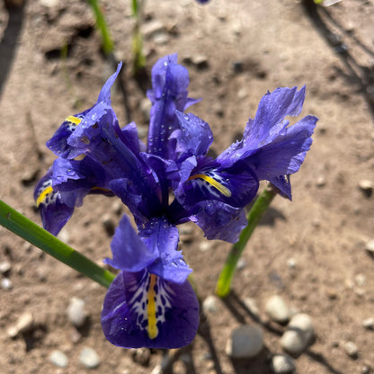 Rock Iris reticulata &