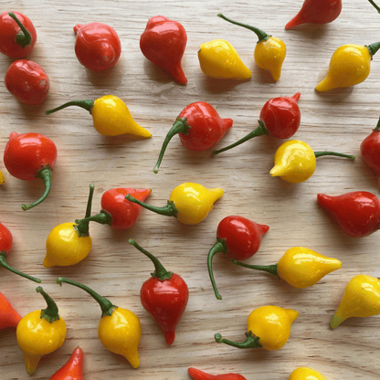 Biquinho Yellow Pepper Seedlings