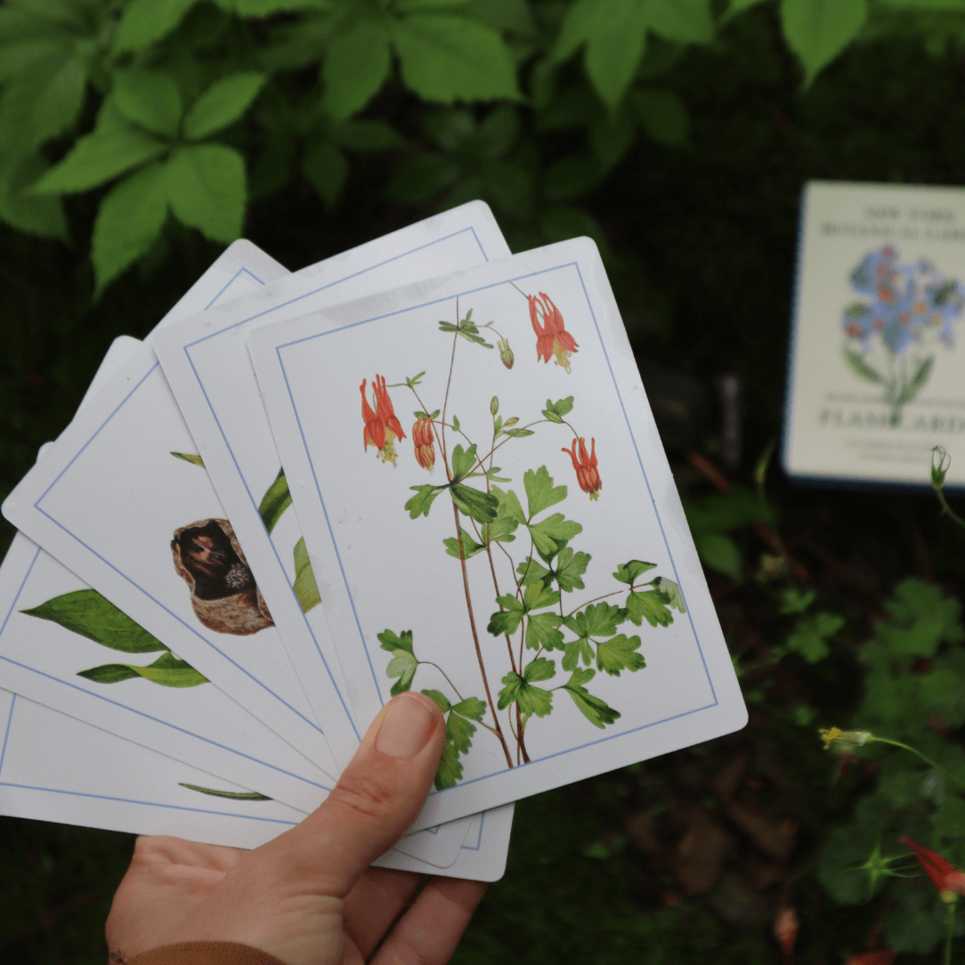 New York Botanical Garden Wildflower Flashcards