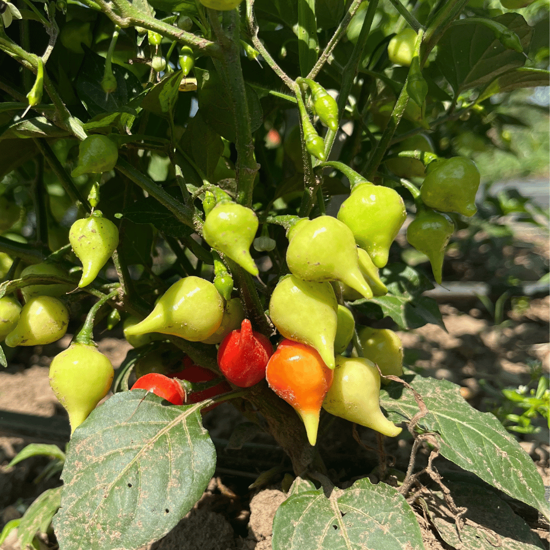 Biquinho Yellow Pepper Seedlings